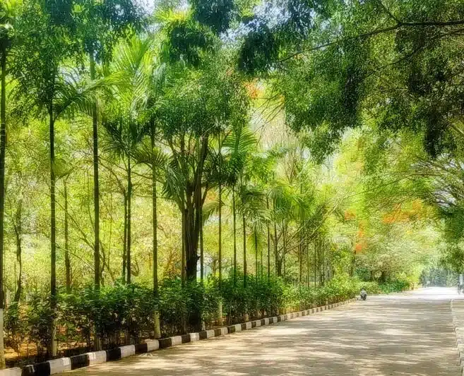 Green & Grey Photography Contest Encourages Creative Perspectives at Alliance University